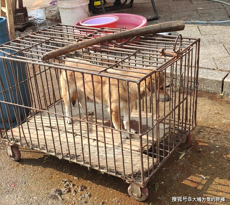 狗狗被关笼中贩卖，善良女孩数次折返，花500块买回一条“肉狗” - 1