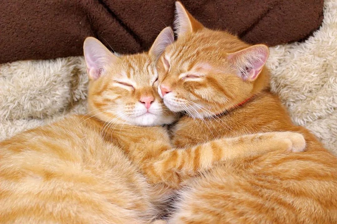 这对橘猫双胞胎必须要抱在一起才能睡着，也许这就叫做如胶似漆吧 - 7