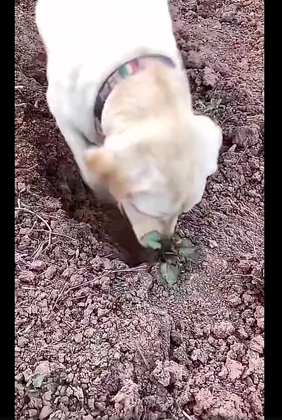 狗狗出去玩时突然刨坑，然后从地里挖出了一个大红薯，厉害呀！ - 1