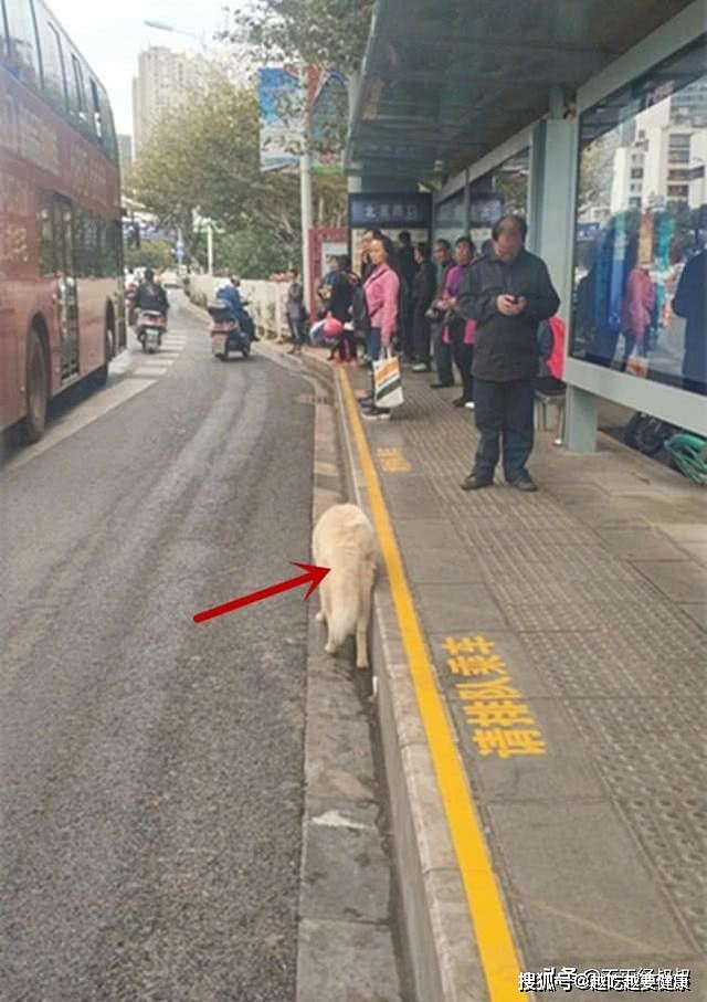 公交站牌发现一只狗狗，经常等在这儿徘徊，了解实情后为它心疼 - 2