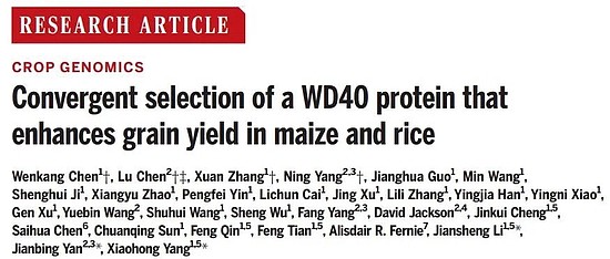 今日《科学》：提高玉米和水稻产量，中国科研团队找到关键基因 - 1