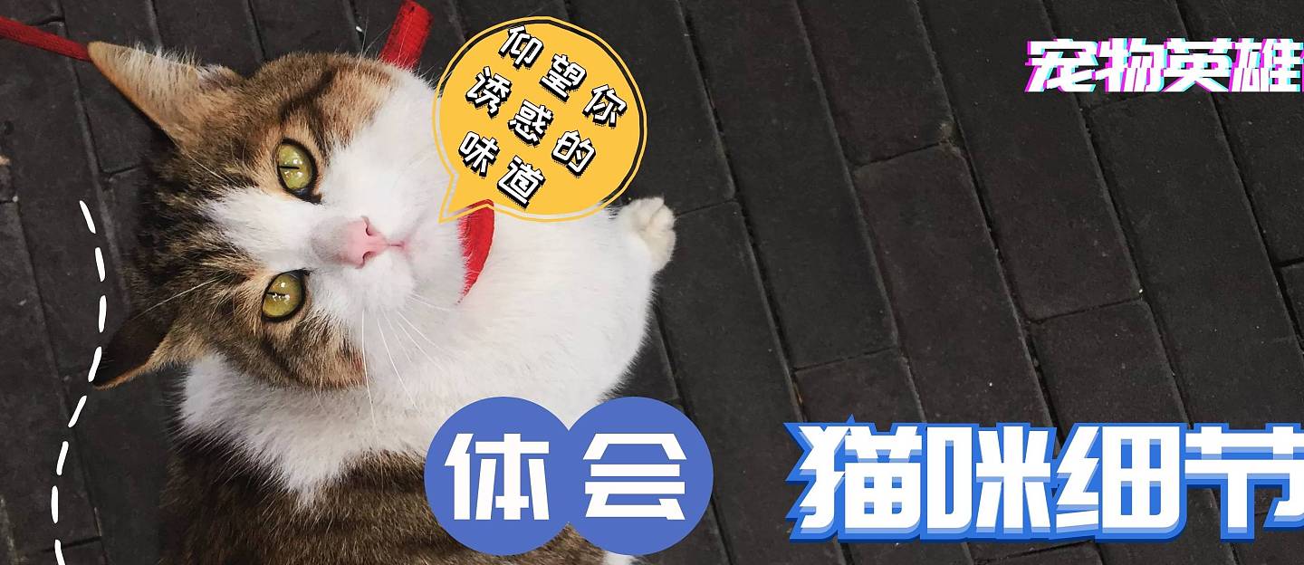 这4种猫最容易变胖，橘猫都不敢称第一，不小心就养了头猪 - 1