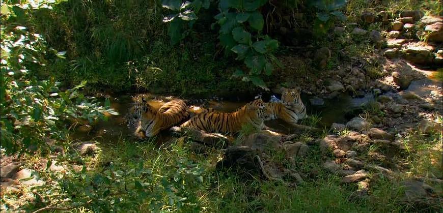 老虎中的“啃老族”：幼虎和妈妈一样大却不捕猎，边泡澡边等食物 - 5