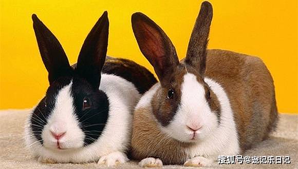 养宠知识：兔子的伤口可以用红霉素 - 3