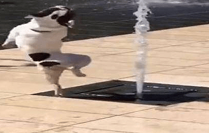法斗犬被喷泉口吸引，当喷泉水柱突然升起时，狗狗的反应太意外！ - 3