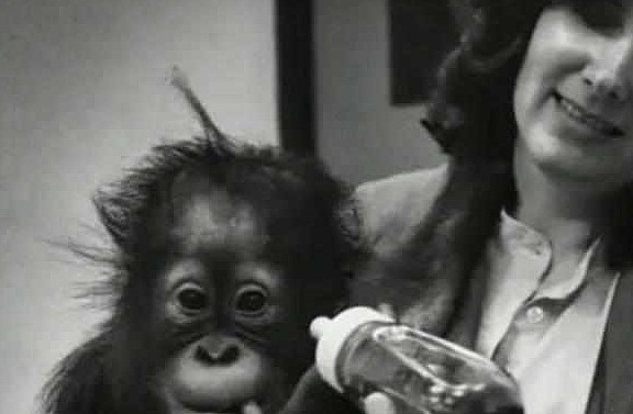 女子把猩猩当儿子养，教它手语，问它：你觉得你是人类还是猩猩？ - 2