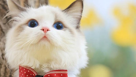这么养布偶猫，宠物级的布偶猫也能养成赛级仙女猫哦 - 5