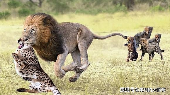 非洲草原上的短跑冠军，狩猎效率冠绝群兽，为何沦为狮子的猎犬？ - 5
