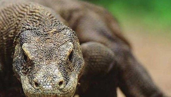世界上最大的蜥蜴，遇到它，剧毒无比的眼镜蛇也只能成为盘中餐！ - 5