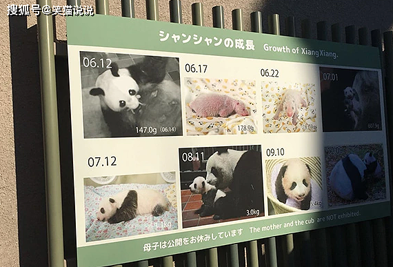 日本网友评大熊猫香香归还之事：要求送给他们，宣言香香的故乡是日本！ - 15