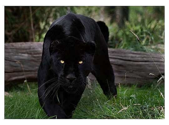 黑夜中的王者之“猫”，黑豹，最优雅的杀手和美食鉴赏家！ - 2