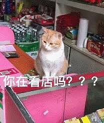老板不在店的时候，橘猫会坐在桌上守着店，网友：全网最敬业的喵 - 5