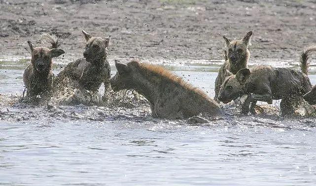 鬣狗敢和一只野狗抢食，一群野狗到来，吓得鬣狗躲进水中夹起尾巴 - 5