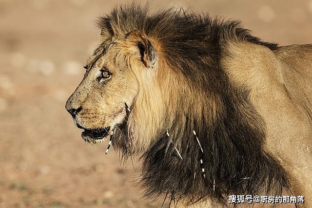 浅谈环境变化对狮子的影响，除了影响种群发展，还会改变其行为 - 8