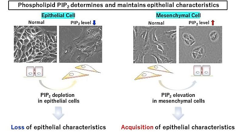 PIP2磷脂被发现在上皮细胞粘附中发挥关键作用 - 2