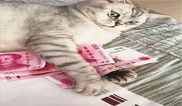英短猫看到这么多人民币，立马化身“守财奴”，主人也拿不走分毫 - 1