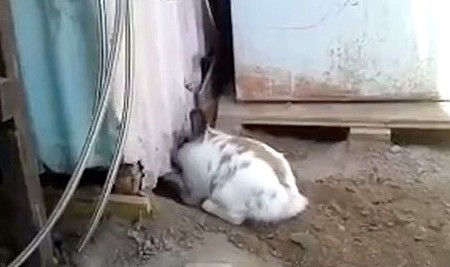 兔子挖出一条通道救猫，担心刨出来的土挡道儿，特意把土推平 - 4