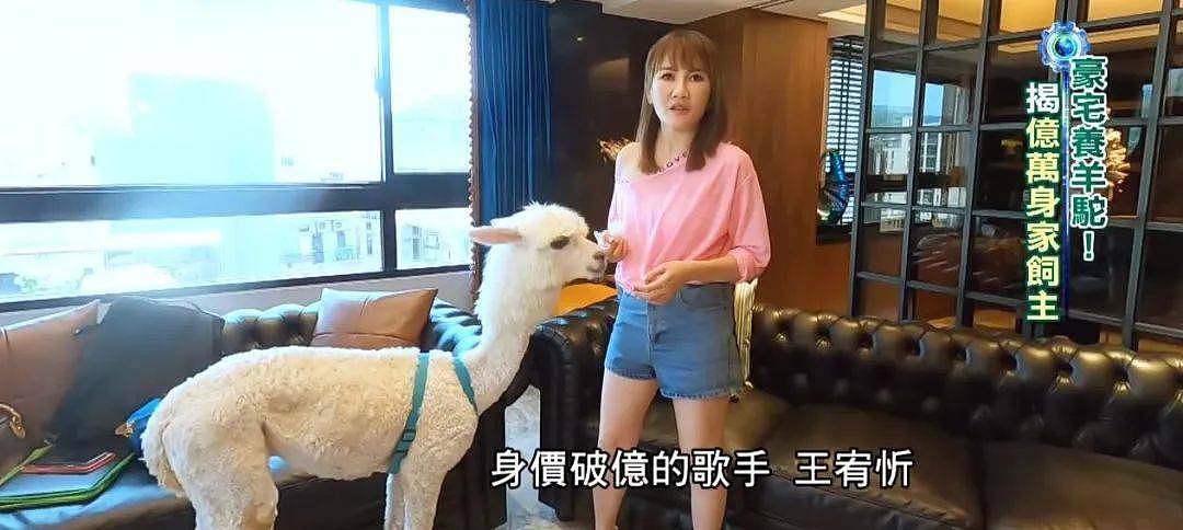 台湾富婆王宥忻喂养稀有宠物，惨被羊驼后蹄踢伤，庆幸没伤到眼睛 - 14