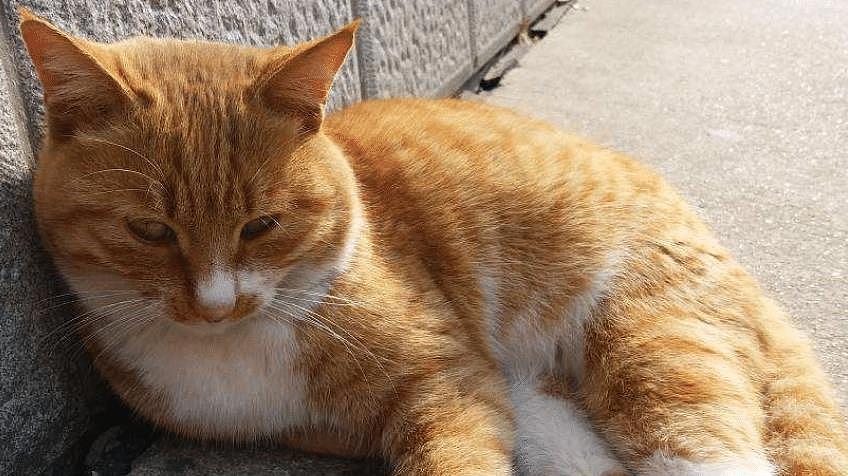 一只平平无奇的橘猫，身上竟藏着7个“世界之最”，你不知道吧！ - 3