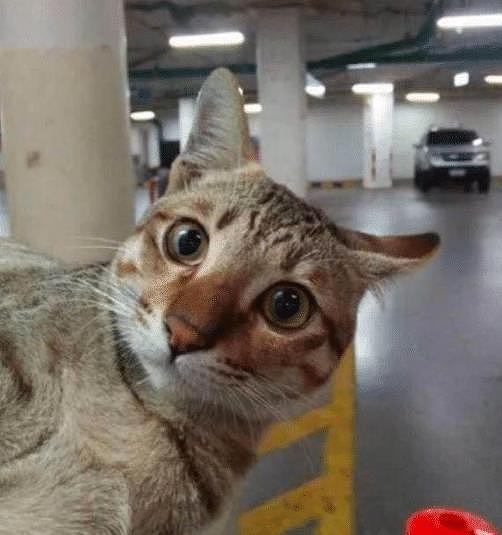 停车场上发现一只橘猫，眼神凶巴巴的，难道是停车场“扛把子”？ - 7