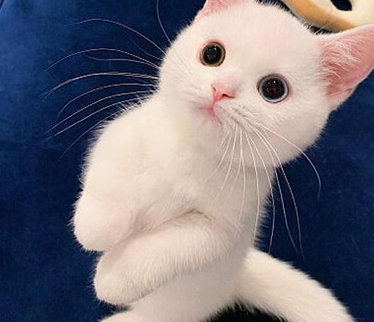 一只白色的小奶猫，因高颜值火遍全网，网友：此猫只因天上有！ - 2