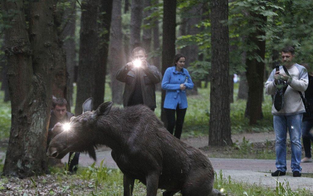 白俄罗斯明斯克麋鹿误闯公园横冲直撞最终被兽医制服送往动物园 - 2