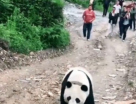 熊猫遛弯走进了村里，却被村民扬言要关进猪圈，慌张的模样笑翻人 - 4
