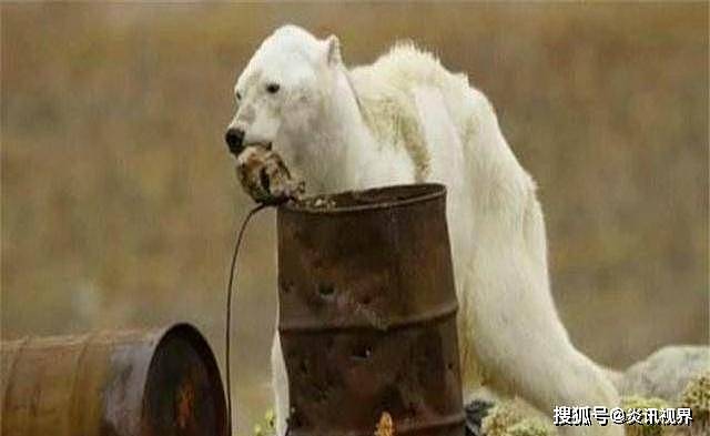 快饿死的北极熊，普通人为何不能给它投食？拯救它们难道不对吗？ - 1