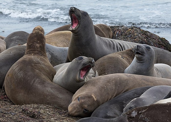 800px-Female_northern_elephant_seals_at_the_beach_of_Año_Nuevo_State_Park-2416.jpg