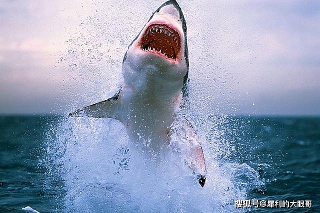 如果见到鲨鱼就揍，鲨鱼是否会演化出，见人就跑的特性？ - 8