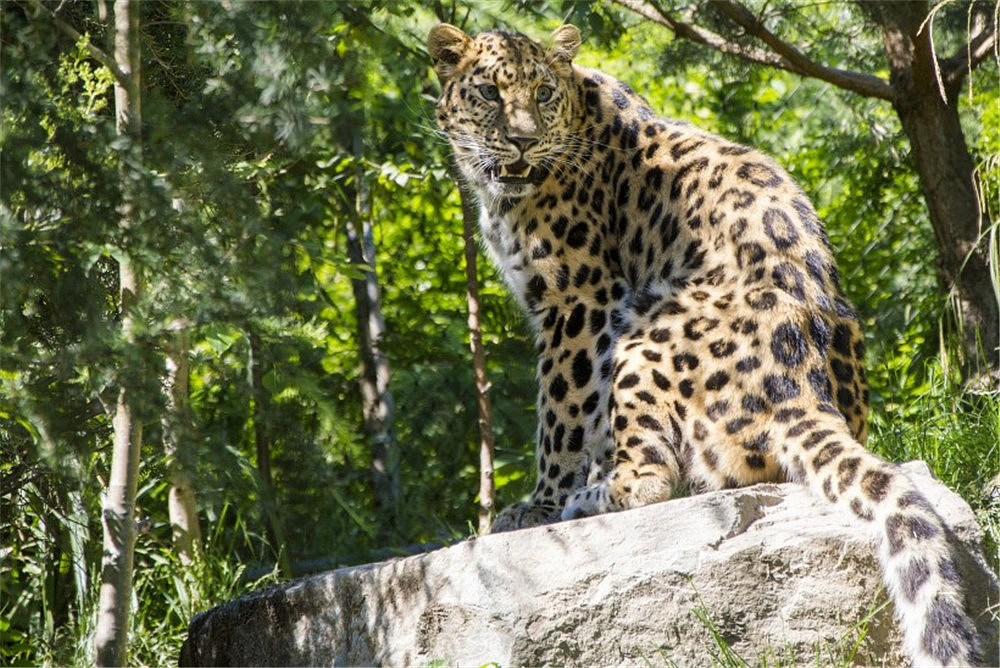 甘孜发现1只金钱豹，偷吃挂在树上的猎物，遭同类攻击摔落山崖 - 1