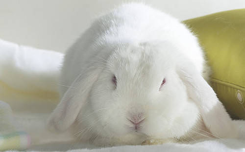 兔兔日记：兔子粪便上有胶冻是什么病 - 1