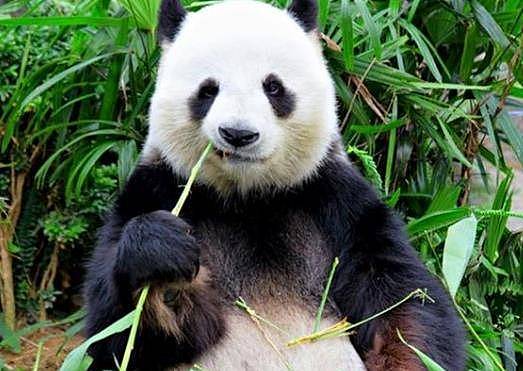 软萌熊猫，在上古时竟有如此霸气的名字，难怪食肉动物不敢欺负它 - 2