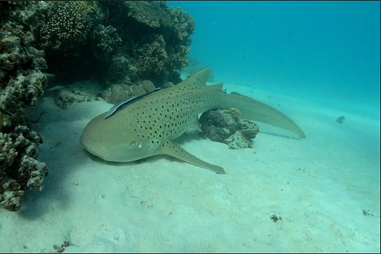 生活在海底的豹纹鲨（图片来源：维基百科）