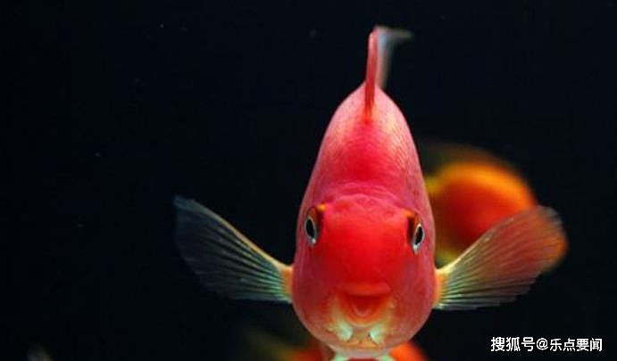 海底发现一种红色的鹦鹉，长有一对犬牙，被称为海底“清洁工” - 3