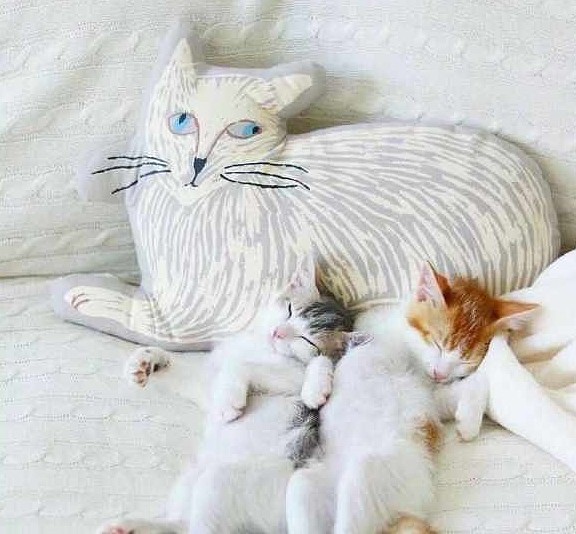 日本网红超甜布偶猫，猫兄妹每天都睡在一起，网友：绝育了没 - 2