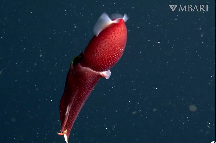 美国加州725米深海现“草莓乌贼”：浑身通红、两眼差异巨大 - 2