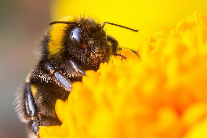 Bumble-Bee-Flower.jpg