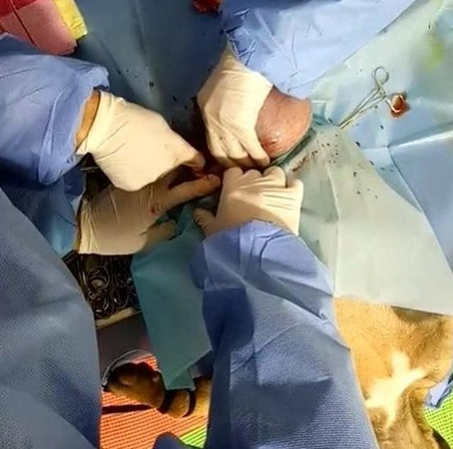 怀孕狗狗被医生五花大绑, 接受剖腹产手术, 取出宝宝后主人乐坏了 - 2