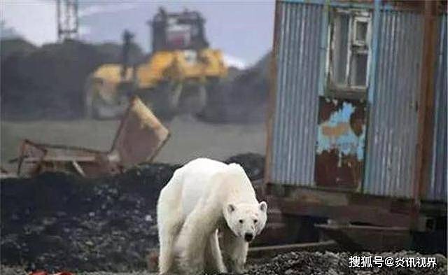 快饿死的北极熊，普通人为何不能给它投食？拯救它们难道不对吗？ - 3