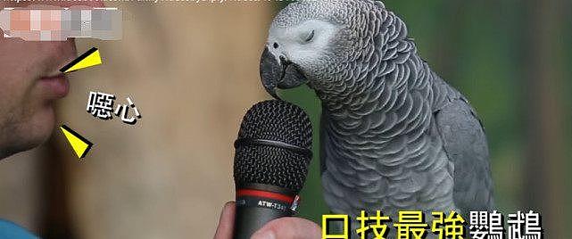 口技最强鹦鹉，让它学什么音效都难不倒它，这鹦鹉是不是成精了 - 3