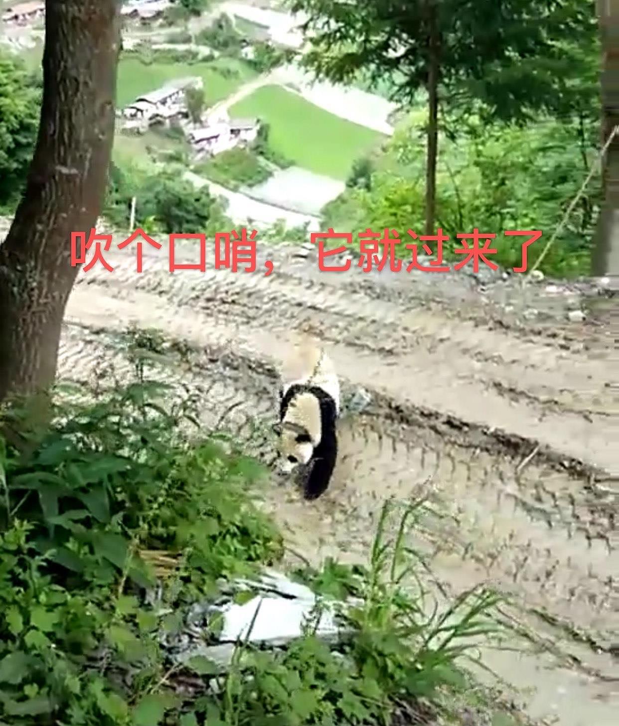 四川阿坝村民太幸福，熊猫成“宠物”，吹个口哨就连滚带爬跟回家 - 2