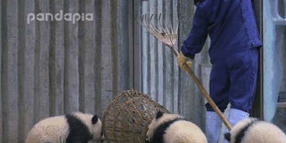 熊猫看到奶妈搞卫生，疯狂聚集过来，网友：场面一度非常混乱！ - 7