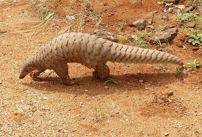 Pangolin_brought_to_the_Range_office,_KMTR_AJTJ_cropped.jpg