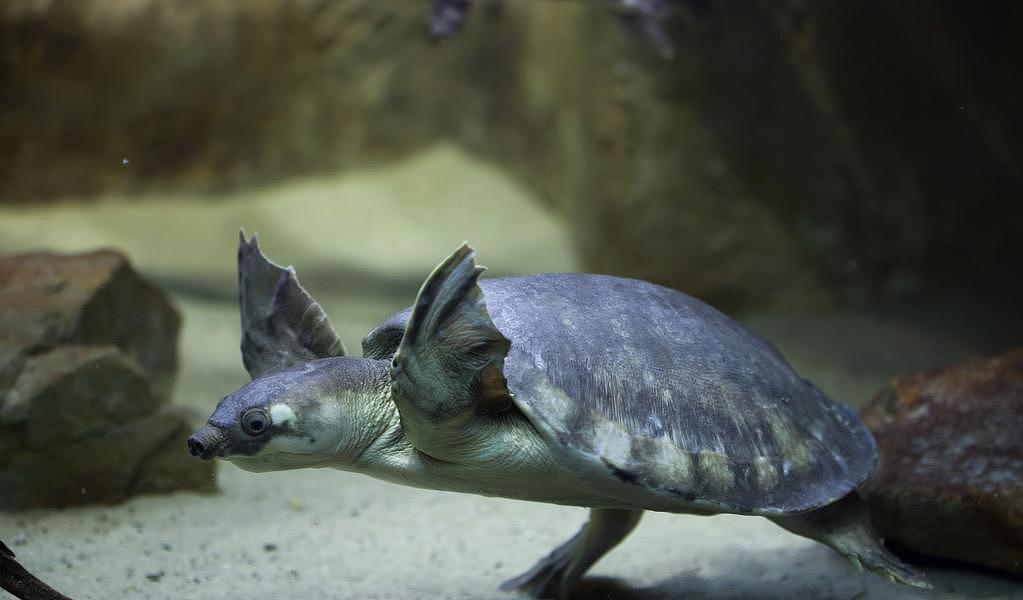八戒同款鼻子，海龟同款脚蹼，长相非凡的猪鼻龟很好养 - 1