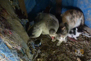 猫妈带4只小猫“拜访”鸡舍，让母鸡照顾小猫，它倒成了甩手掌柜 - 4