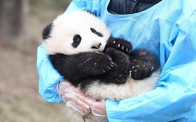 熊猫为了盆盆奶主动进笼子, 差点化身“食铁兽”, 网友: 好萌 - 2