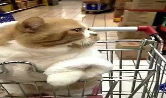 网友带橘猫逛超市，不一会儿就成为了焦点，猫：头要被摸禿的节奏 - 1