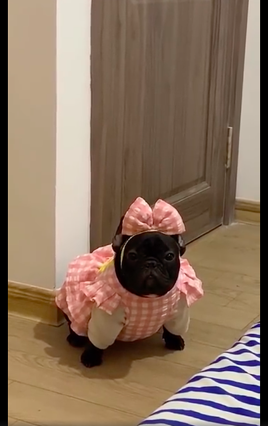 网友给狗狗买了件粉色小裙子，穿上之后笑出声来，也太显黑了吧！ - 1
