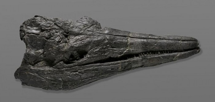 科学家发现新型鱼龙化石 或为地球有史以来最早巨型动物 - 1